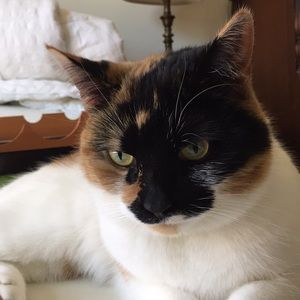 Meet your Posher, Holly